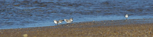 Bécasseau sanderling - Brem-sur-Mer (85) - 09/03/2014