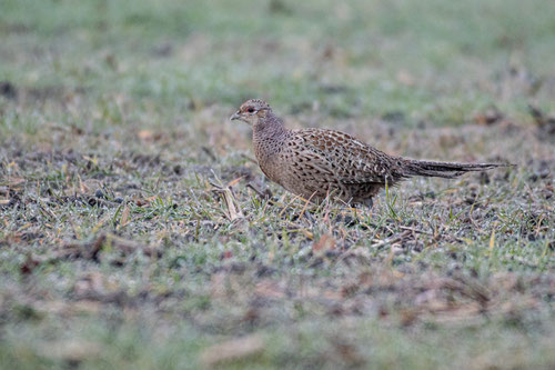 Faisan de Colchide ♀  - Gennes-Val-de-Loire (49) - 10/01/2021