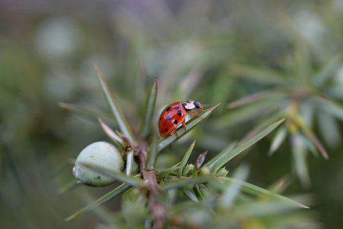 La Coccinelle asiatique - Montamisé (86) - 7/04/2014