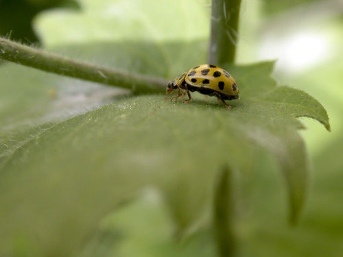 Coccinelle à vingt-deux points - Buxerolles (86) - 15/05/2002