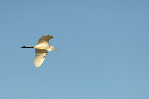 Grande aigrette - Saint-Cyr (86) - 08/12/2013