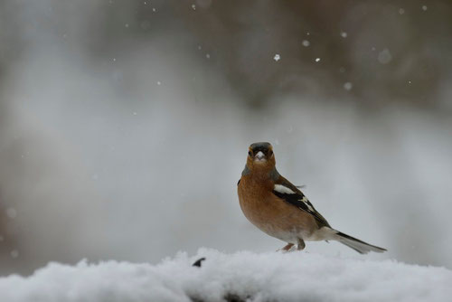 Pinson des arbres ♂ - Quérigut (09) - 27/02/2014 