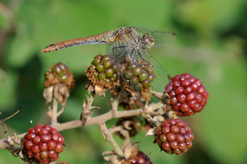 Sympétrum sanguin ♀ - Montamisé (86) - 1/09/2013