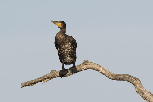 Grand cormoran - Saint-Cyr (86) - 02/08/2017