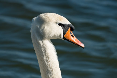 Cygne tuberculé - Saint Cyr (86) - 06/04/2015