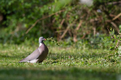 Pigeon ramier - Buxerolles (86) - 18/04/2015