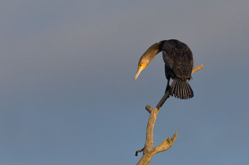 Grand cormoran - Saint-Cyr (86) - 19/04/2015