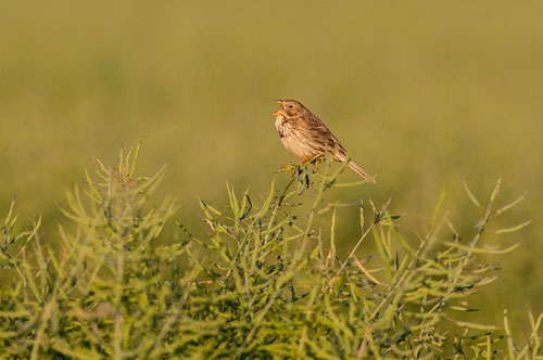 Bruant proyer - Frozes (86) - 14/05/2011