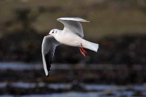 Mouette rieuse en plumage internuptiale - Presqu'île de Guérande (44) - 28/10/2013