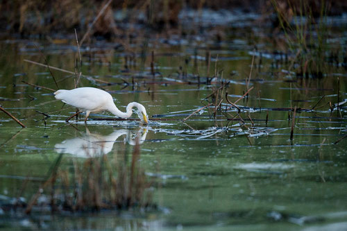 Grande aigrette - Saint-Michel-en-Brenne (36) - 22/08/2015