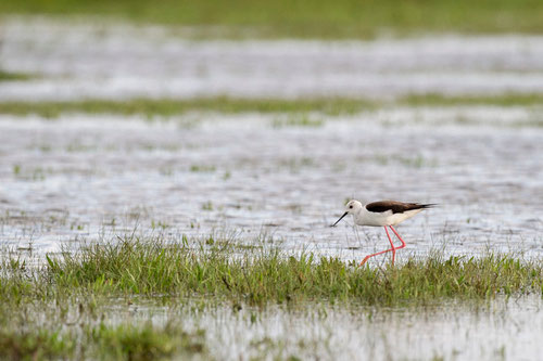 Echasse blanche - Ile d'Oléron (17) - 04/05/2015