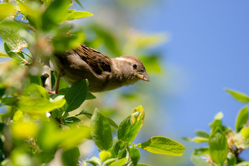 Moineau domestique - Buxerolles (86) - 19/04/2015