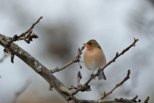 Pinson des arbres ♂ - Quérigut (09) - 27/02/2014 