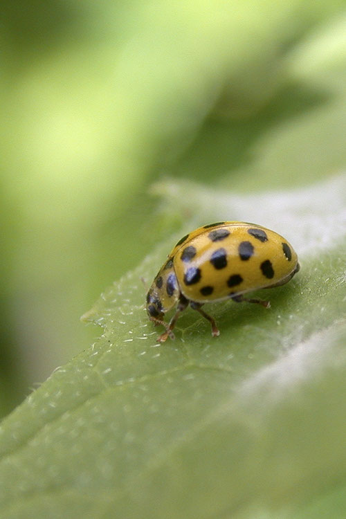 Coccinelle à vingt-deux points - Buxerolles (86) - 15/05/2002