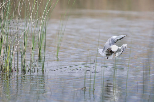 Mouette rieuse - St Michel en Brenne (36) - 26/05/2013