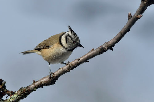 Mésange hupée - Quérigut (09) - 27/02/2014