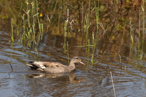 Canard chipeau ♂ - Rosnay (36) - 26/05/2013