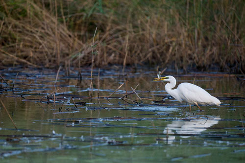 Grande aigrette - Saint-Michel-en-Brenne (36) - 22/08/2015