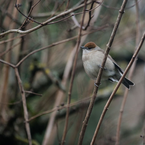 Fauvette à tête noire ♀ - Buxerolles (86) -  27/12/2014