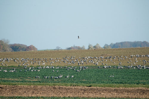 Grues cendrées - Droyes (52) - 23/11/2014