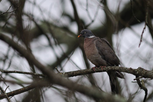 Pigeon ramier - La Roche-sur-Yon (85) - Décembre 2007