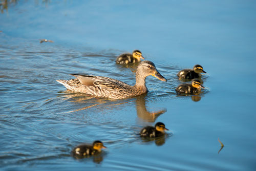 Canard colvert ♀ avec canetons - Saint Cyr (86) - 12/04/2015