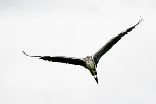 Héron cendré - Briollay (49) - 28/05/2015