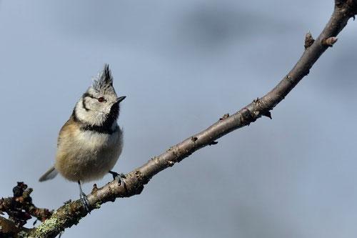 Mésange hupée - Quérigut (09) - 27/02/2014