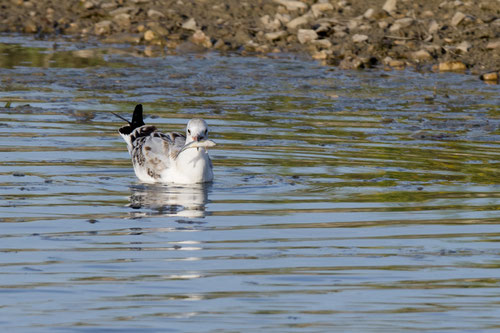 Mouette rieuse - Saint-Cyr (86) - 02/08/2017