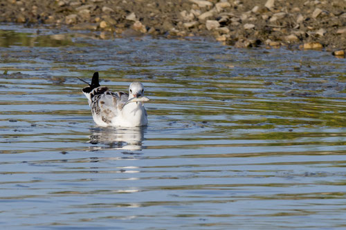 Mouette rieuse - Saint-Cyr (86) - 02/08/2017