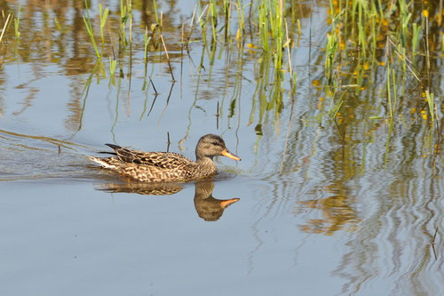 Canard chipeau ♀ - Rosnay (36) - 26/05/2013