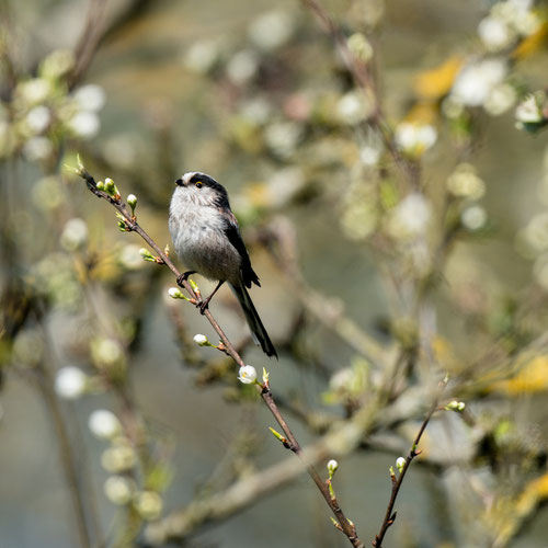 Mésange à longue queue - Buxerolles (86) - 06/04/2015