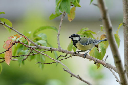 Mésange charbonière - Angers (49) - 17/08/2014