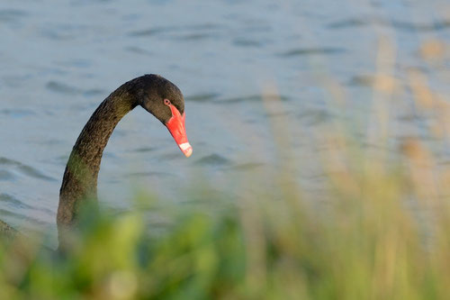 Cygne noir - Ile de Noirmoutier - 26/08/2014