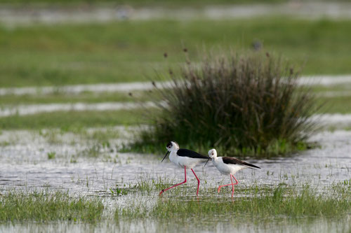 Echasse blanche (♂ à gauche & ♀ à droite) - Ile d'Oléron (17) - 04/05/2015