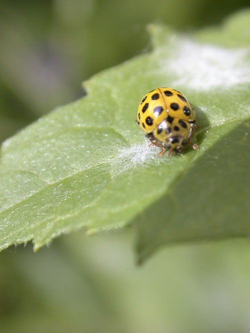 Coccinelle à vingt-deux points - Buxerolles (86) - 15/05/2002