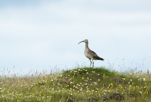 Courlis corlieu - Islande - Juillet 2014