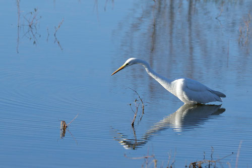 Grande aigrette - Saint-Cyr (86) - 08/12/2013