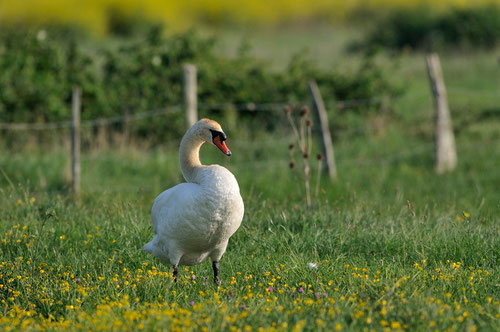 Cygne tuberculé - Ile d'Oléron - 26/04/2011