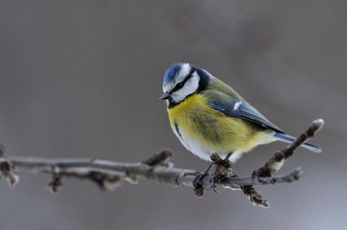 Mésange bleue - Quérigut (09) - 18/02/2013