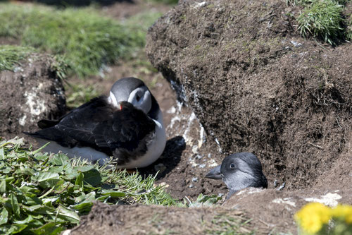 Macareux moine juvénile - Ecosse - Île de Lunga - 13/07/2016