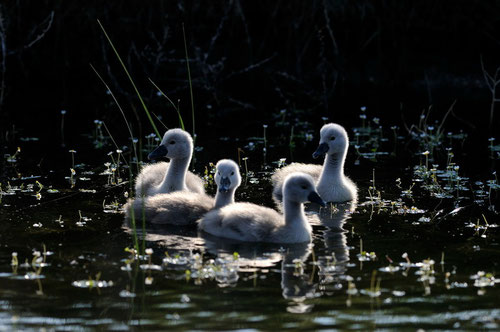 Poussins de Cygne tuberculé - Ile d'Oléron - 26/04/2011