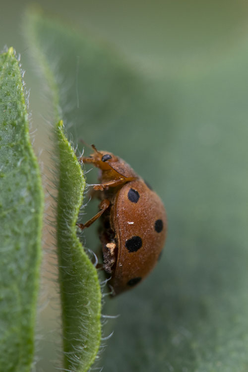 Coccinelle de la bryone - Buxerolles (86) - 18/04/2019