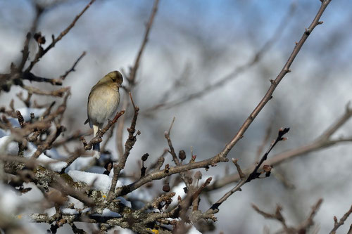 Pinson des arbres ♀ - Quérigut (09) - 27/02/2014 