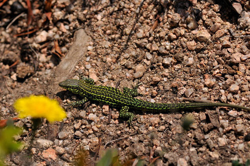 Lézard tyrrhénien (mâle adulte) - Corse-du-Sud - Avril 2010