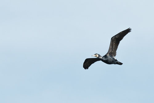 Grand cormoran - Saint-Cyr (86) - 19/04/2015