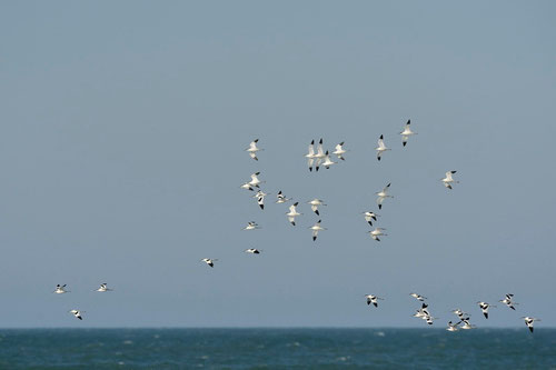 Avaocette élégante - Brem-sur-Mer (85) - 09/03/2014