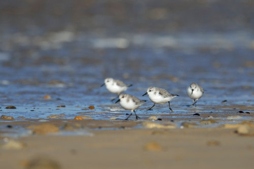 Bécasseau sanderling - Brem-sur-Mer (85) - 09/03/2014