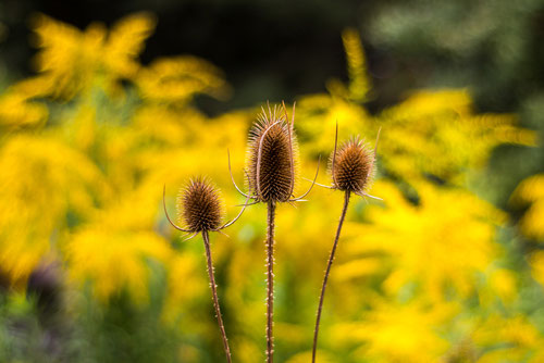 Herbstfarben