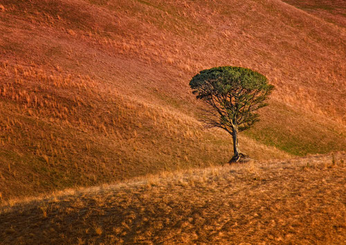 red tree (c) Christian Pucher